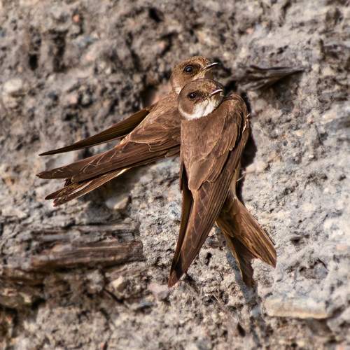 Photo #12851981