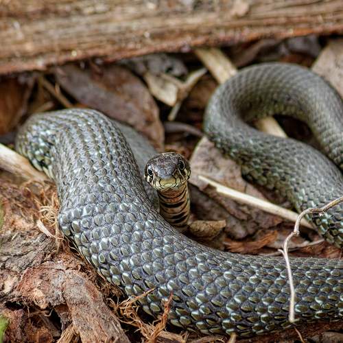 Photo #12852315