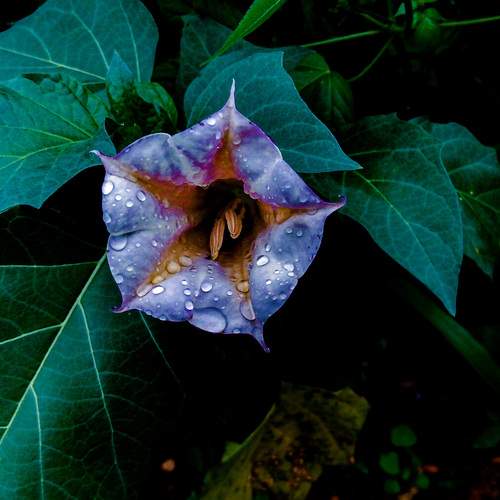 Fleurs