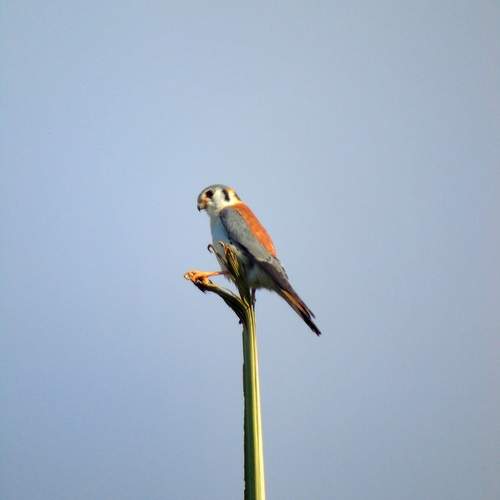 Photo #12853468