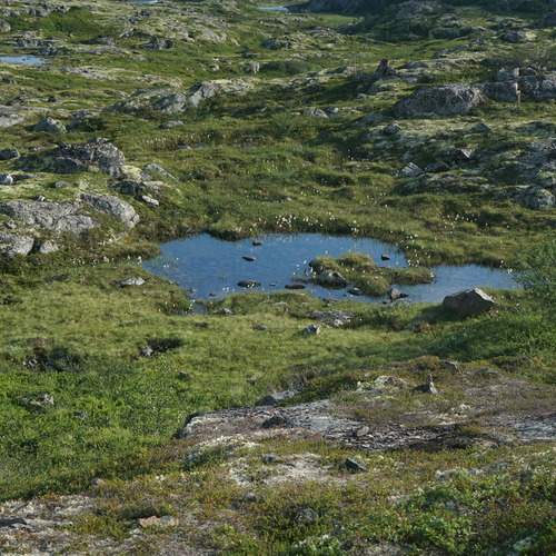 тундровое озерцо