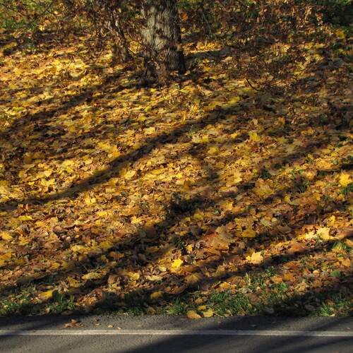 Photo #12853840
