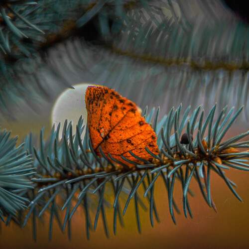 Photo #12855438