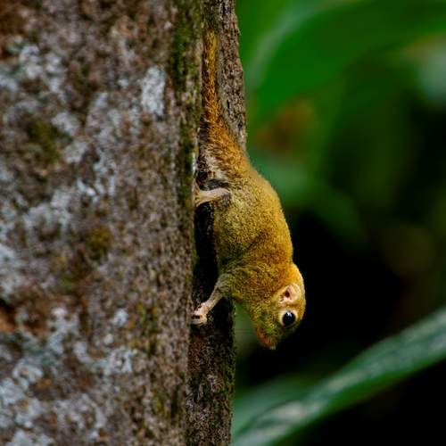 World smallest squirrel
