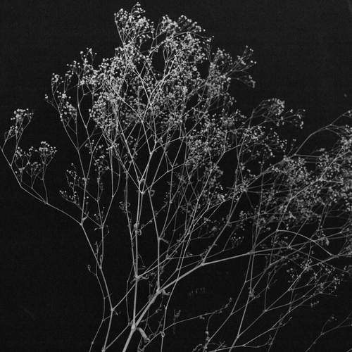 Nature 1