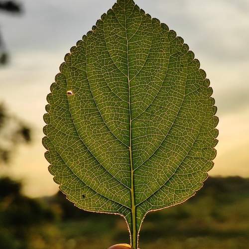 Structure and details of a leaf