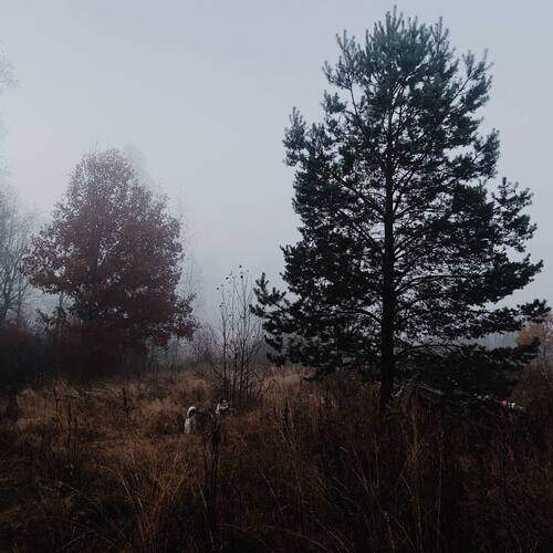 Photo #12859220