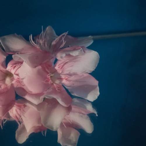 Oleander- soft pink