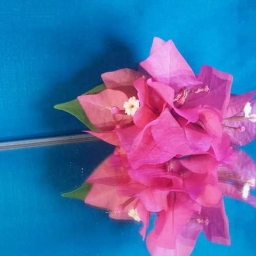 Harmonic Contrast: Bougainvillea & Blue