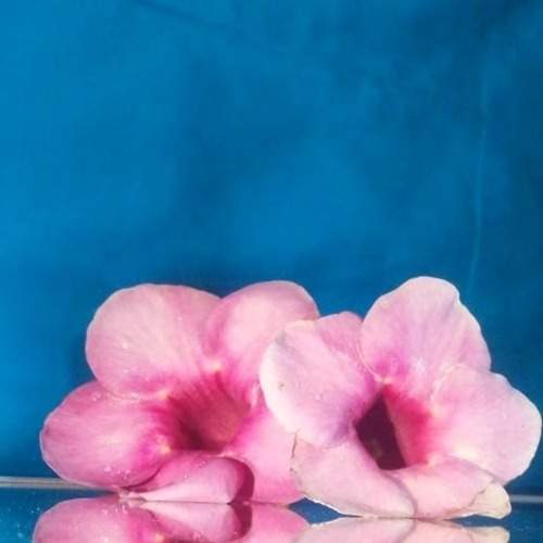 Pink Allamanda
