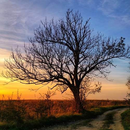 Photo #12862692