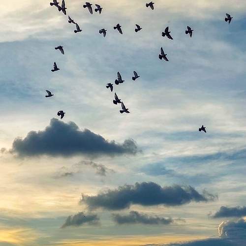 Wings of freedom