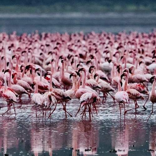 Розовое море