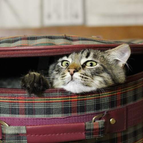 Photo #12864575