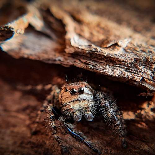 Curious Spider
