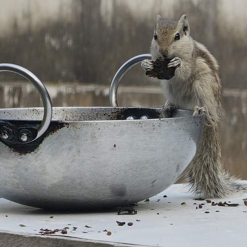 Sneaky squirrel