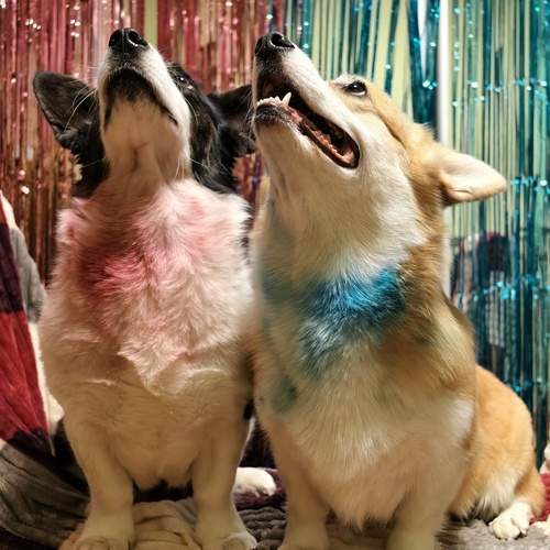 Photo #12865469