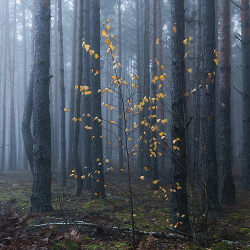 В лесу туманный ноябрь