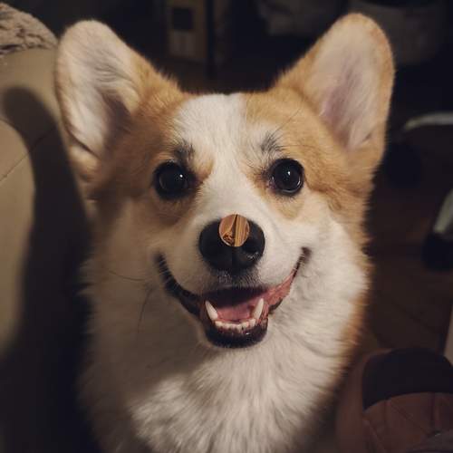 Photo #12865897
