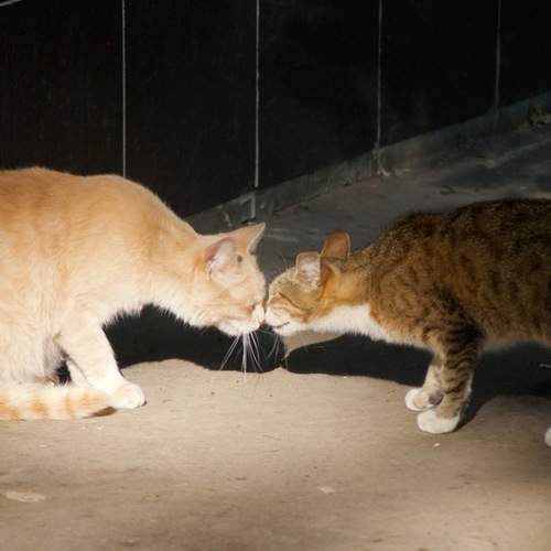Photo #12866224