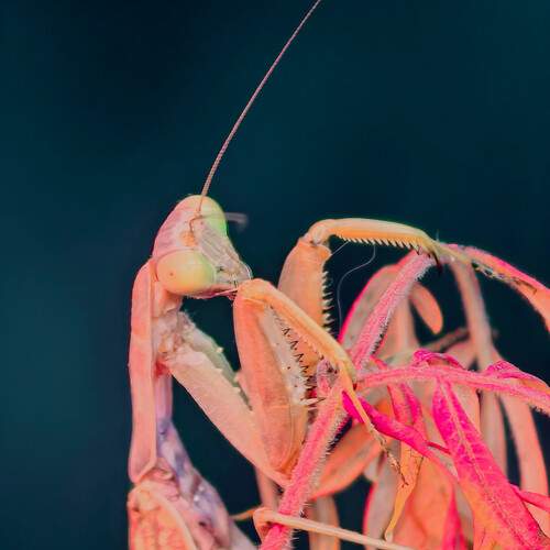Photo #12868506