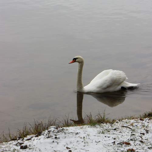 Photo #12868784