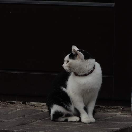 Photo #12868854