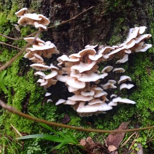 Photo #12870089