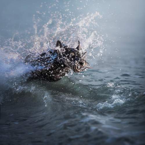 Photo #12870927