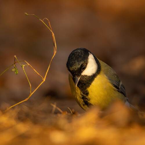 Photo #12871476