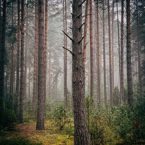 Photo #12871717