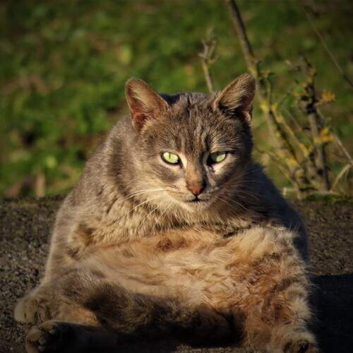 cat