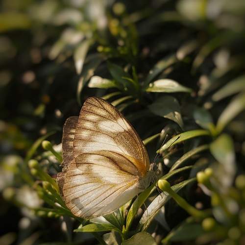 Photo #12872748