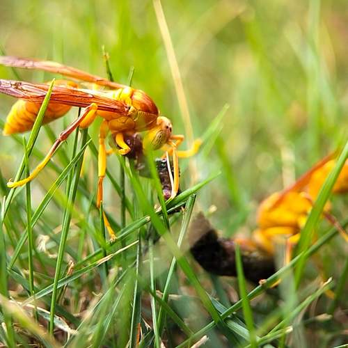 2 wasps