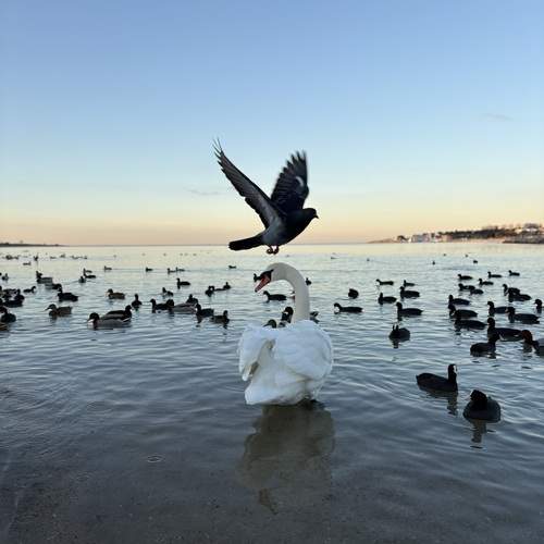 Photo #12873959
