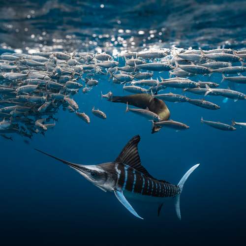 Marlin and Sea Lions Hunting Sardines