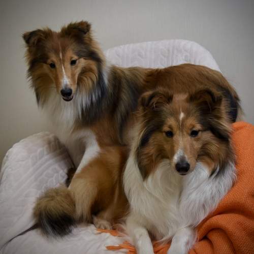 Красотки шелти