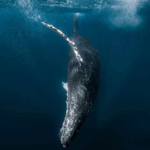 Underwater Encounter with a Humpback Whale