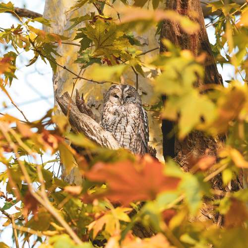 Tawny owl