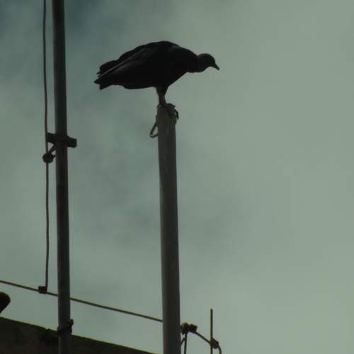 Vulture