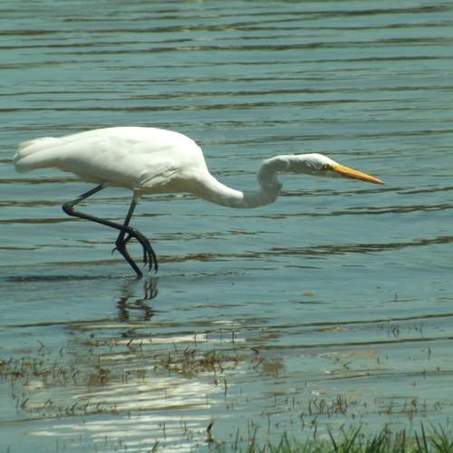 Fisherman