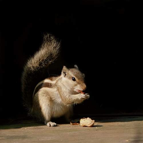 The Quiet Meal
