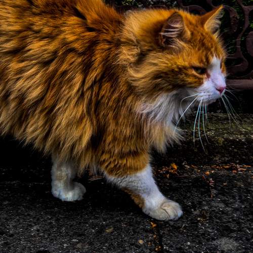 Photo #12879087