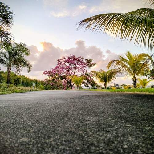 Lush Nature