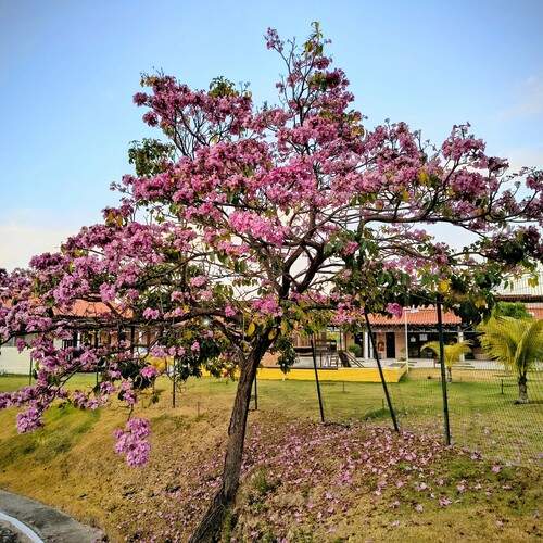 Lush Nature