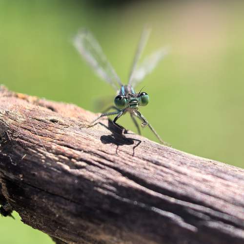 Photo #12881359