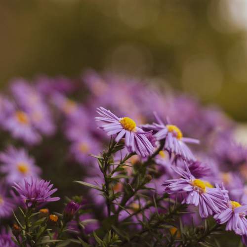 Photo #12881698