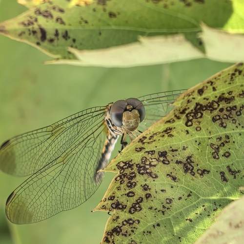 Photo #12881953
