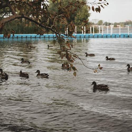 Photo #12883112