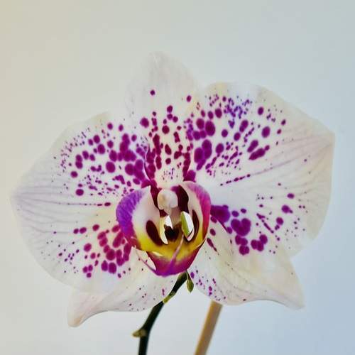 Photo #12886108